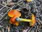 Feketedő nedűgomba (Hygrocybe conica), Budai-hegység